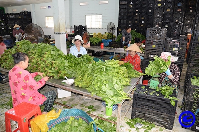 Nhiều HTX trên địa bàn tỉnh Tiền Giang đã đẩy mạnh liên kết tiêu thụ sản phẩm gắn với phát triển sản phẩm OCOP.