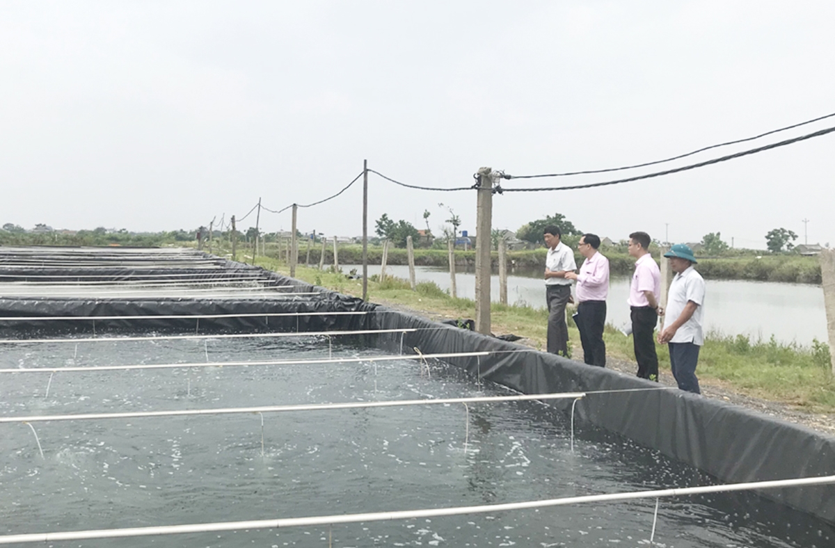 HTX, nông dân ở Kim Trung đang giàu lên với những mô hình nuôi trồng thủy sản quy mô lớn &lpar;Ảnh: BNB&rpar;.