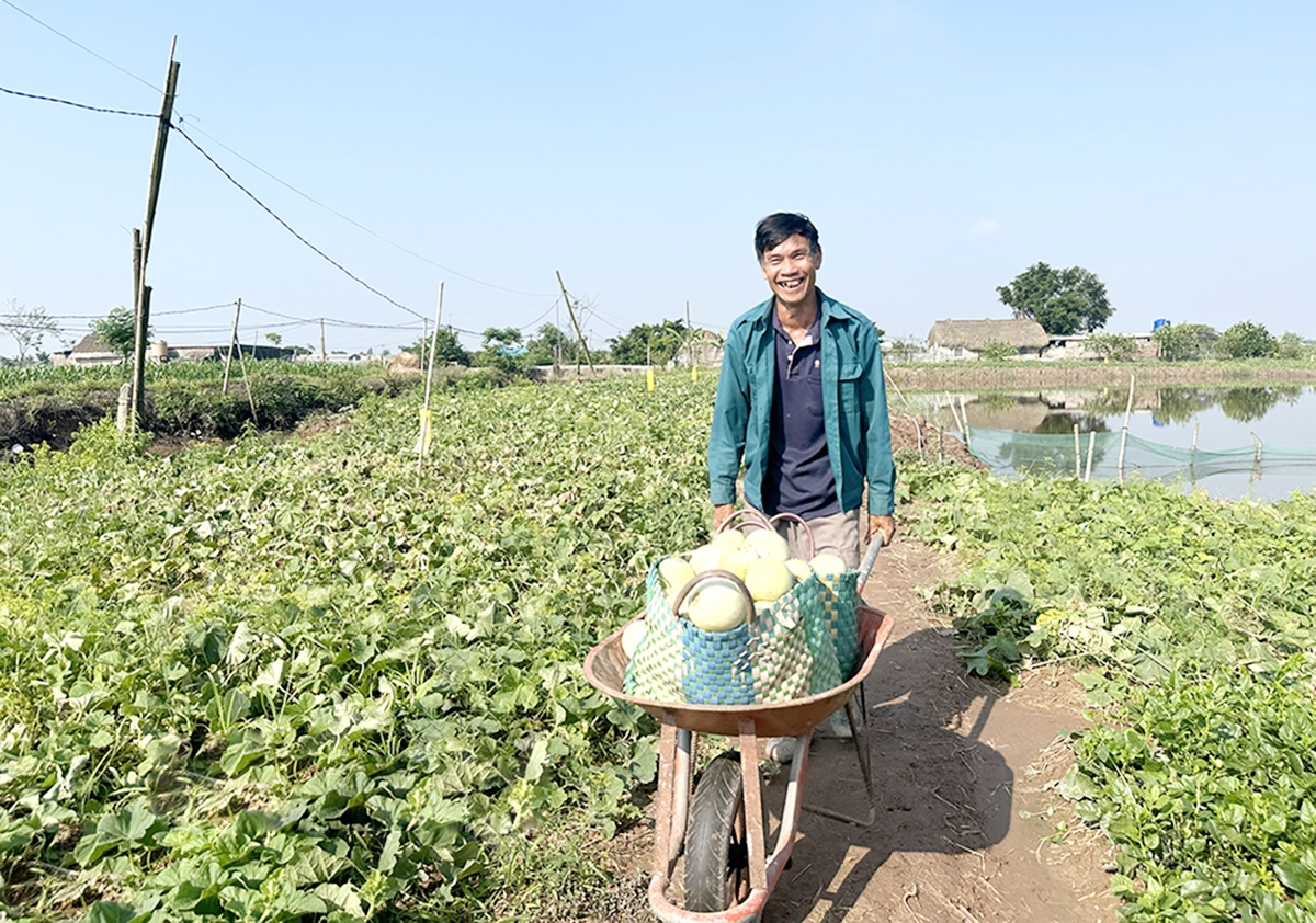 Những mô hình trồng trọt theo hướng hàng hóa, liên kết trong các HTX đang là điểm tựa thoát nghèo, làm giàu bền vững của nhiều nông dân xã Kim Trung &lpar;Ảnh: BNB&rpar;.