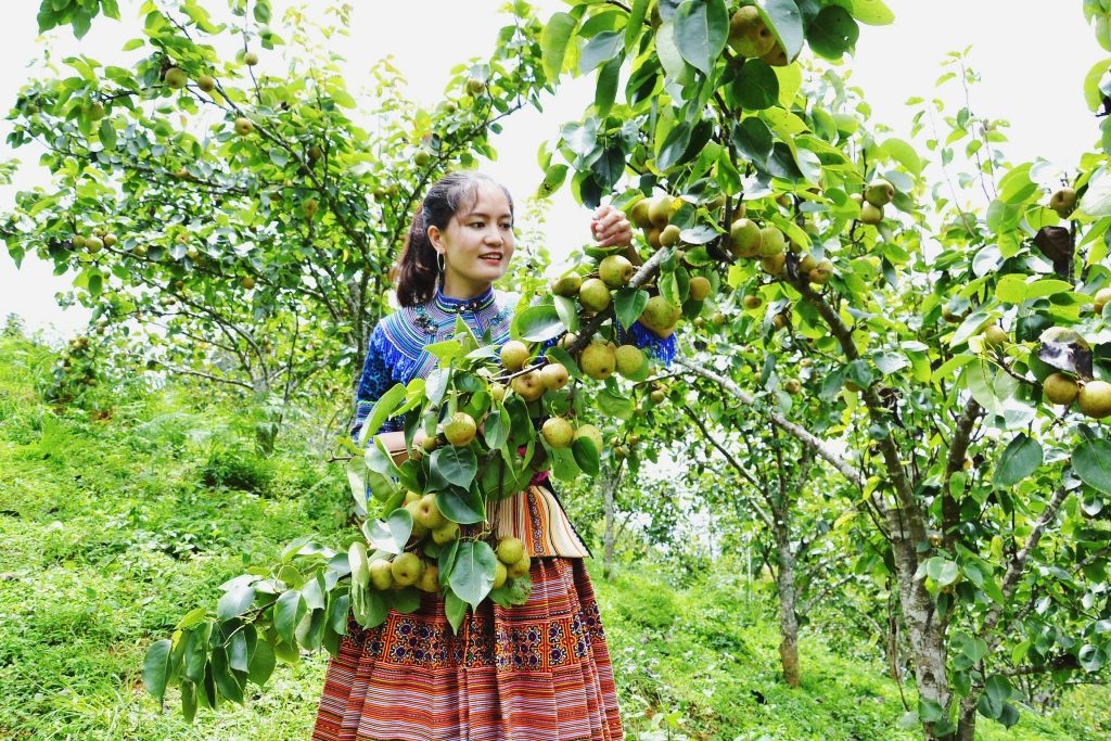 Lê là cây trồng có giá trị kinh tế cao và thích hợp với thổ nhưỡng ở nhiều địa phương tại Cao Bằng.