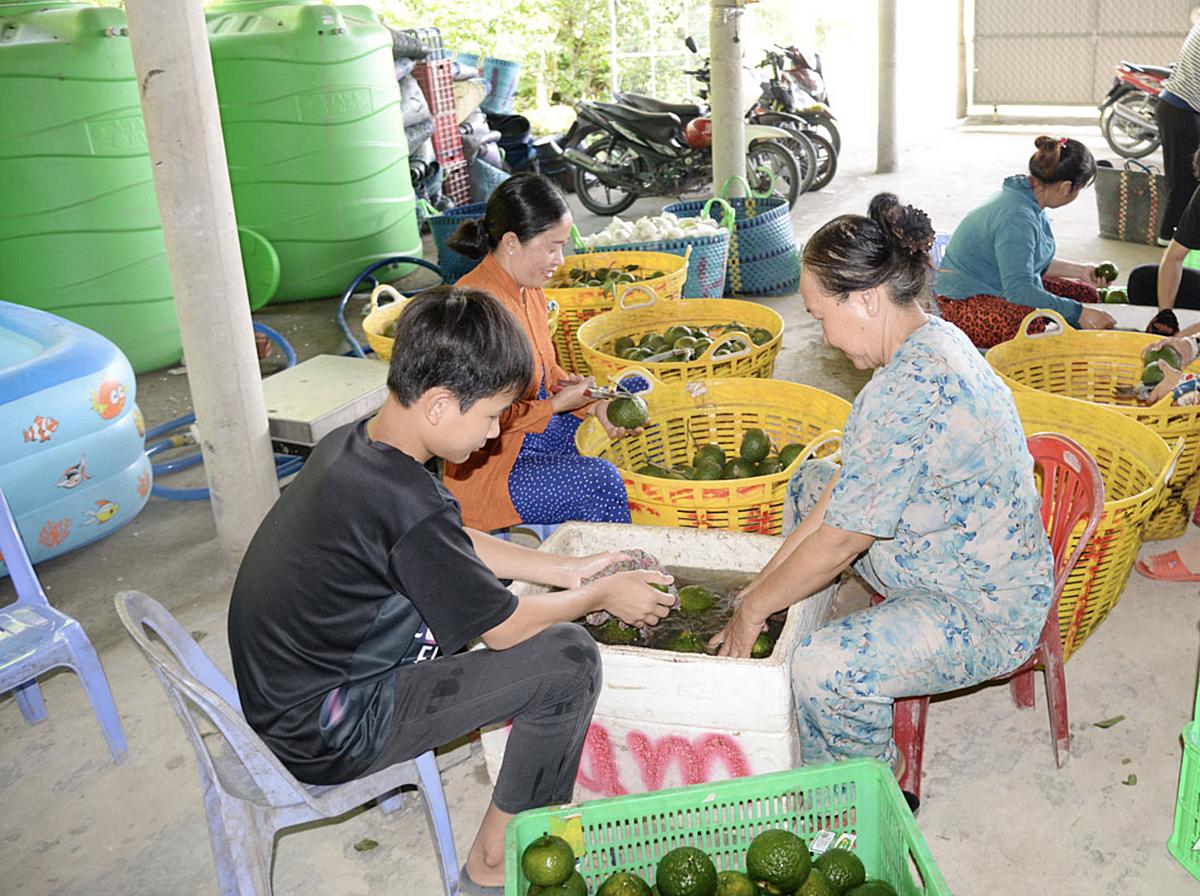 Tiền Giang tập trung hỗ trợ các HTX nông nghiệp phát triển bằng nhiều chính sách.