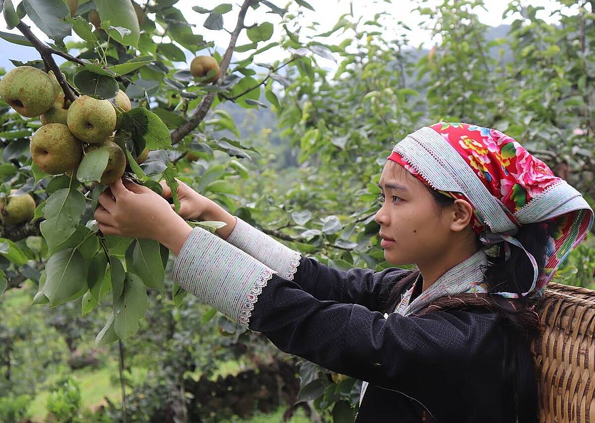 Hầu hết diện tích và chứng nhận trồng lê VietGAP, hữu cơ hiện nay là do các hộ gia đình nhỏ lẻ đứng tên.