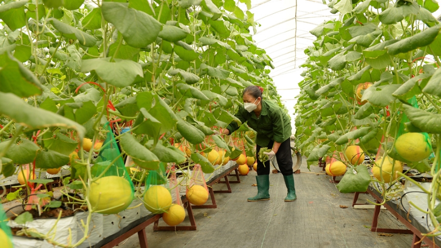 Nông nghiệp công nghệ cao cho giá trị kinh tế cao.