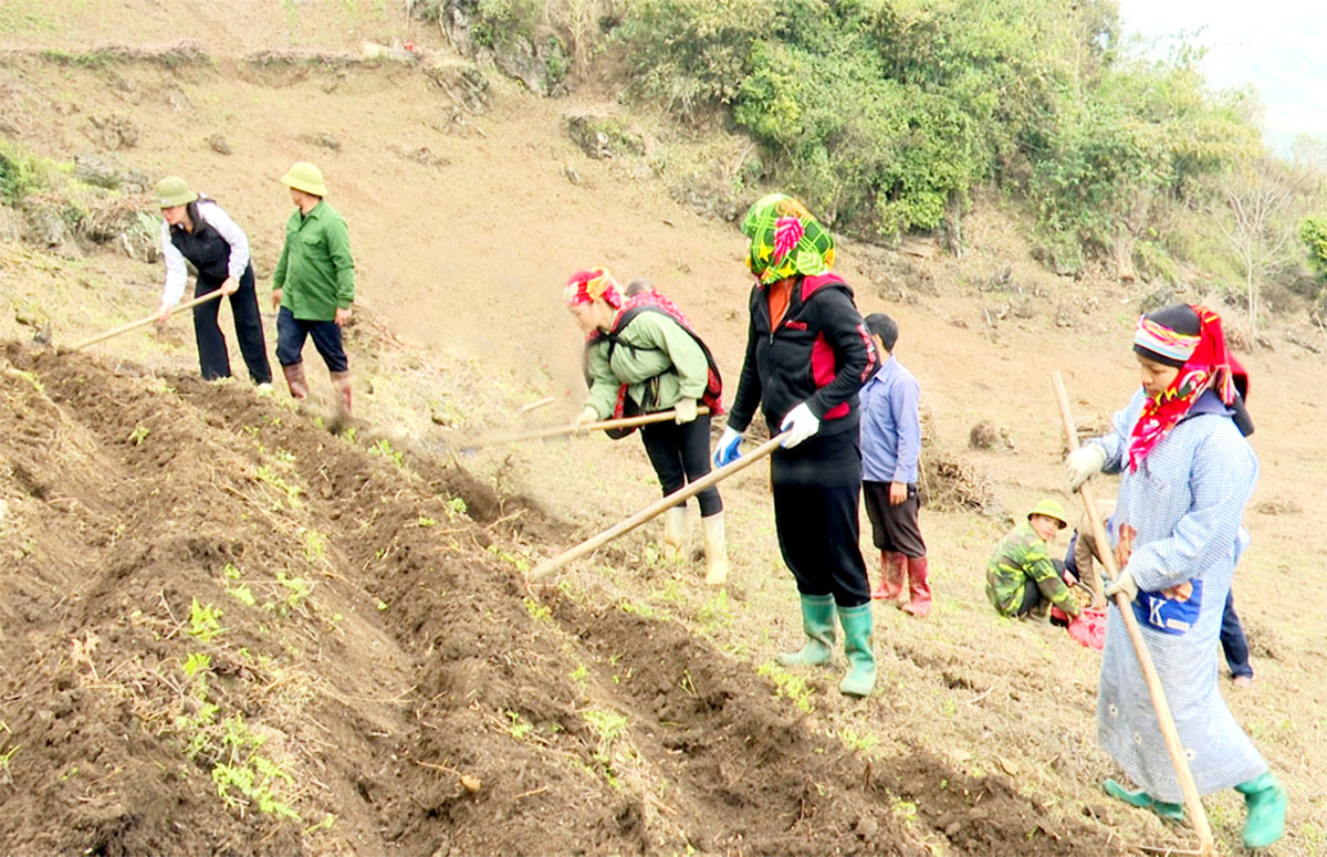 Dự án trồng gừng đang mang lại hiệu quả tích cực tại Bắc Mê &lpar;Ảnh: BHG&rpar;.