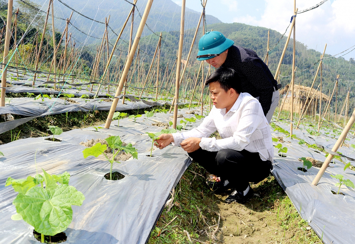 Hiệu quả chuyển đổi cơ cấu cây trồng đang thúc đẩy xóa đói giảm nghèo ở Bắc Mê &lpar;Ảnh: BHG&rpar;.