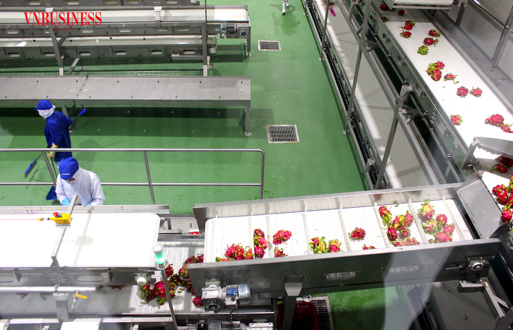 Để tránh “hàng bẩn” thì các DN chế biến xuất khẩu rau quả cần kiểm soát chặt chẽ nguồn nguyên liệu đầu vào.