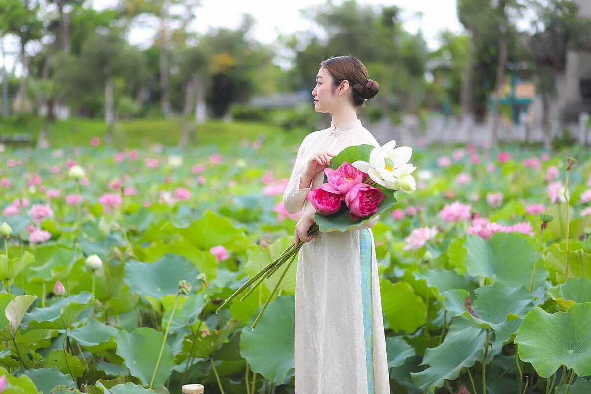 Hồ sen nở rộ tại Sun World Ha Long.