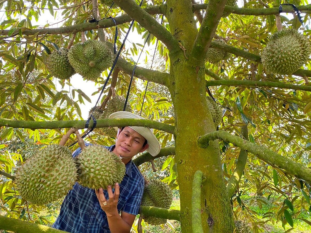 Nhiều HTX, tổ hợp tác ở Sóc Trăng có nguồn sầu riêng đảm bảo chất lượng phục vụ chế biến bánh pía theo chuỗi giá trị.