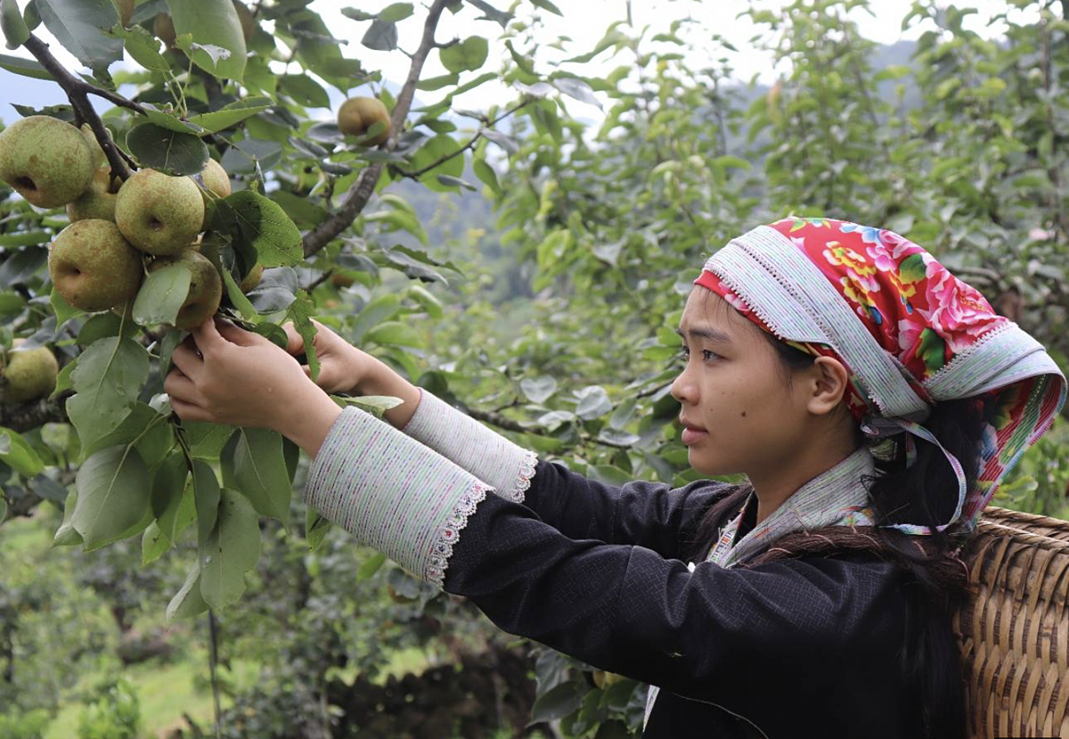 Lê Tai Nung đã cho những lứa quả ngọt, giúp người dân Nậm Pung xóa đói, giảm nghèo.