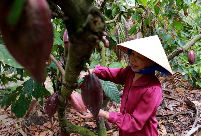 Tân Hưng có thế mạnh phát triển một số cây công nghiệp.