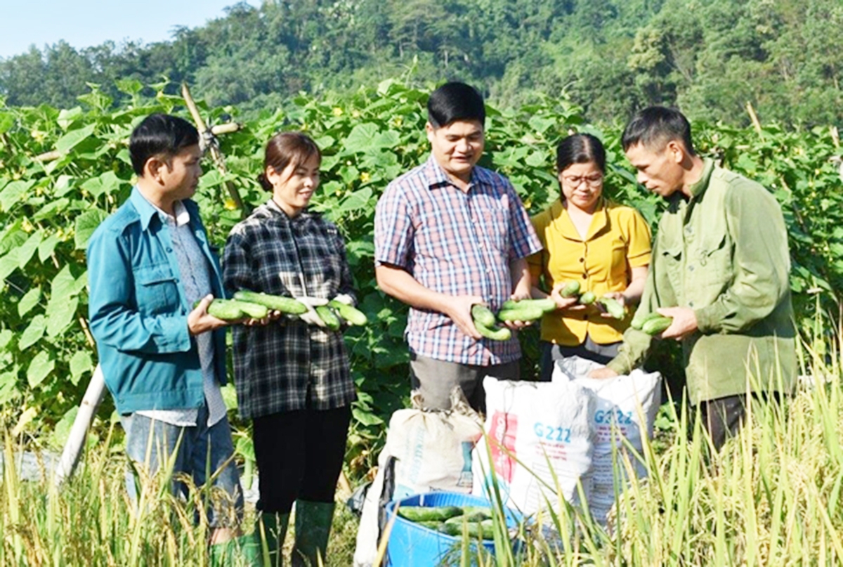 Cùng với thúc đẩy liên kết, ngành nông nghiệp Tuyên Quang định hướng phát triển theo hướng an toàn sinh thái.