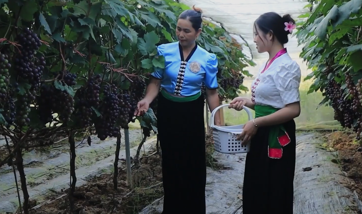 Mô hình trồng nho trong nhà màng tại Hua Nà đang cho thấy hiệu quả kinh tế cao.