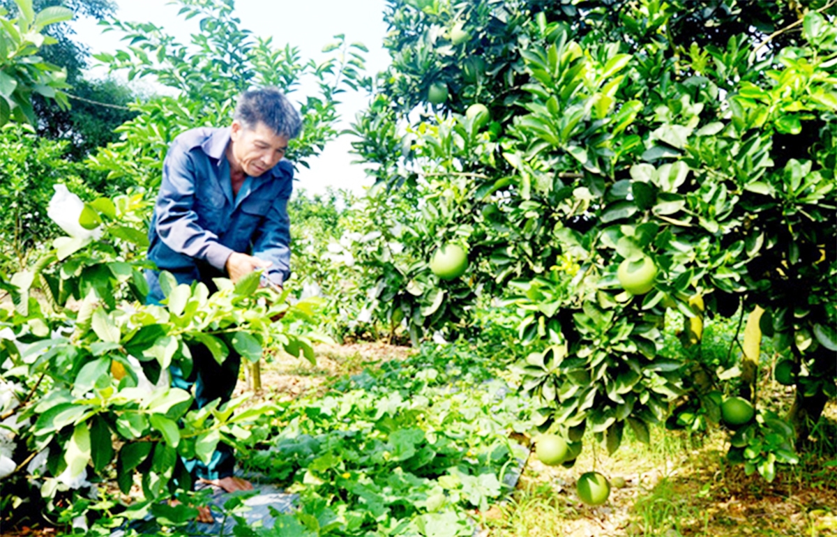 Liên kết trong sản xuất giúp nông dân, HTX ở Tuyên Quang nâng cao nội lực, gia tăng thu nhập.