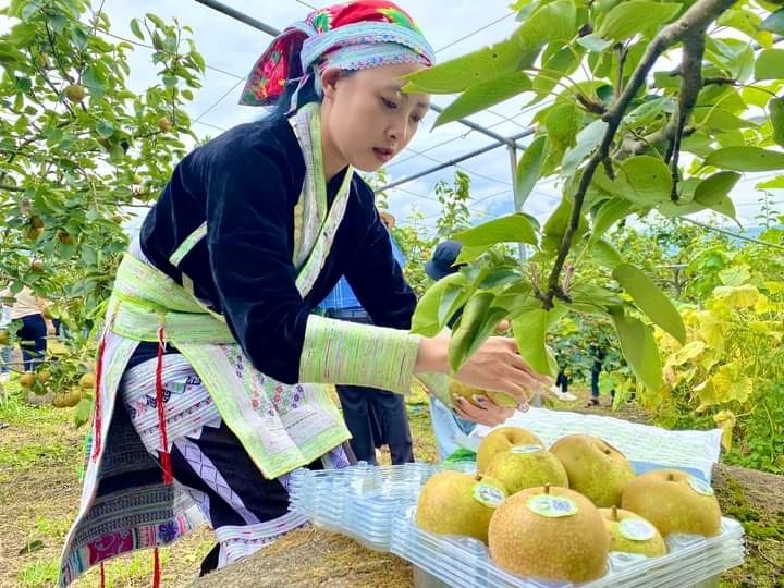 Lê Nậm Pung đã được công nhận OCOP 3 sao.