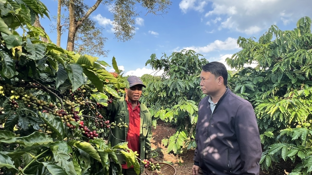 Một số HTX đã đứng ra kết nối người dân với HTX và doanh nghiệp trong phát triển chuỗi liên kết.