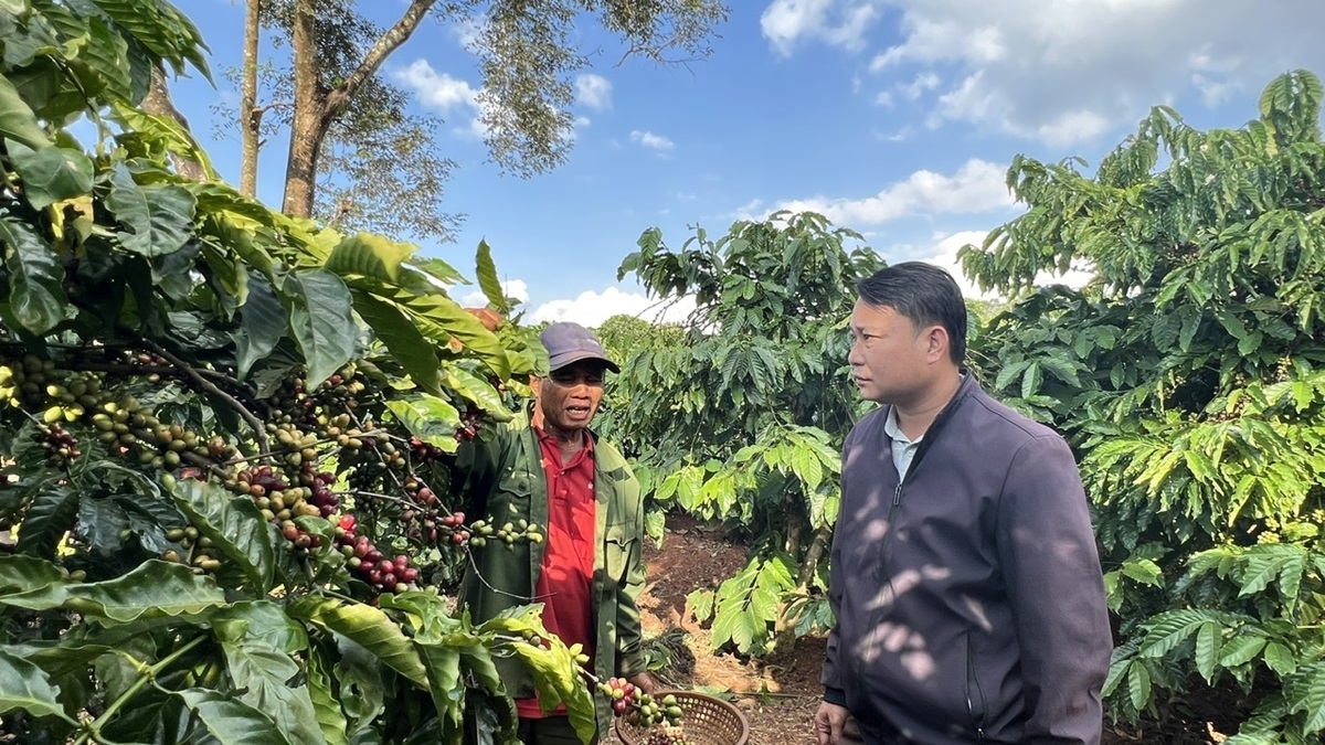 Một số HTX đã đứng ra kết nối người dân với HTX và doanh nghiệp trong phát triển chuỗi liên kết.