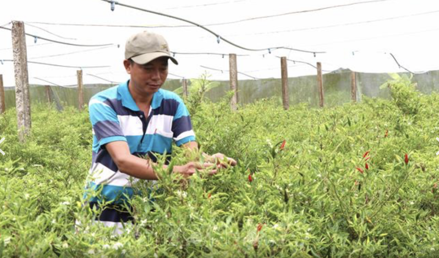 Mô hình trồng ớt của các HTX trên địa bàn tỉnh Trà Vinh mang lại thu nhập ổn định cho nhiều lao động địa phương.