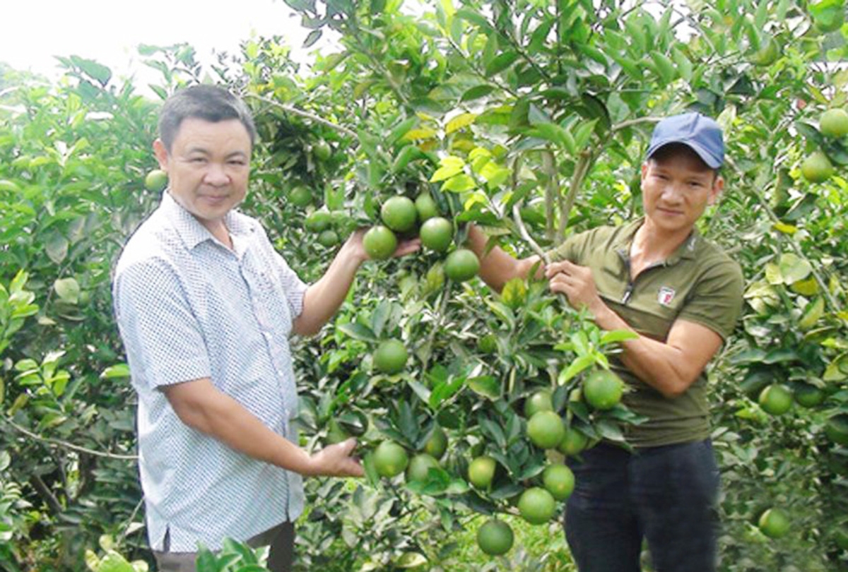 Các cây trồng, vật nuôi thế mạnh là chìa khóa để nông dân, HTX ở Yên Thế thoát nghèo, làm giàu &lpar;Ảnh: BBG&rpar;.