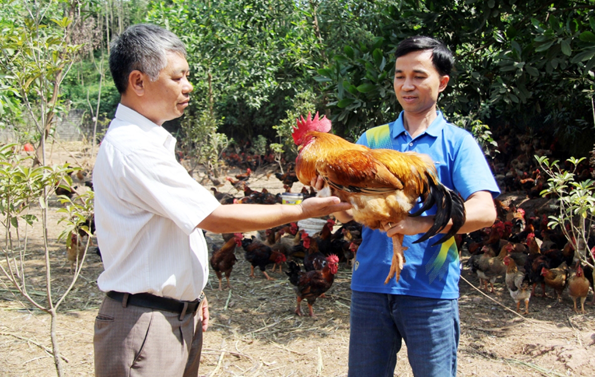 Gà đồi là thương hiệu nông sản đặc trưng ở Yên Thế &lpar;Ảnh: BBG&rpar;.