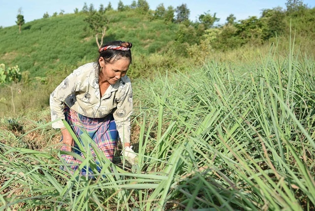 HTX đang thu hút được sự quan tâm của người dân bởi những lợi ích và hiệu quả mà mô hình này mang lại.