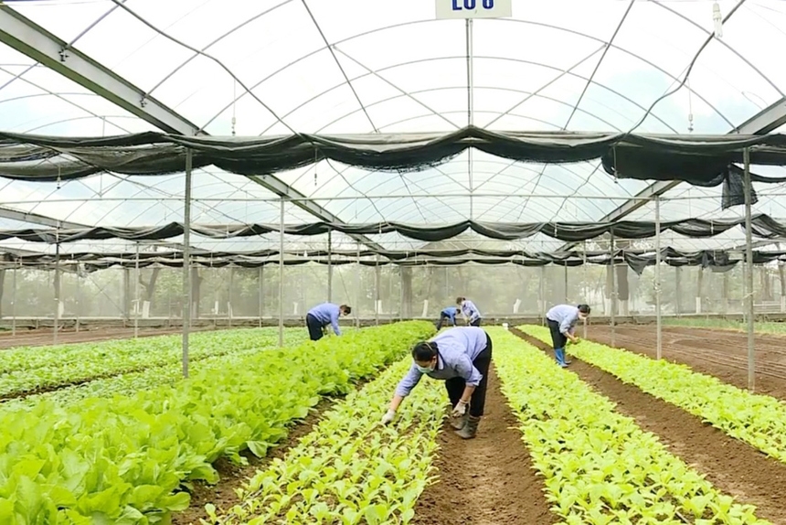 Nhiều địa phương tại Thanh Hóa đẩy mạnh ứng dụng cơ giới hóa tại các mô hình kinh tế tập thể, hợp tác xã giúp nâng cao thu nhập cho người lao động.