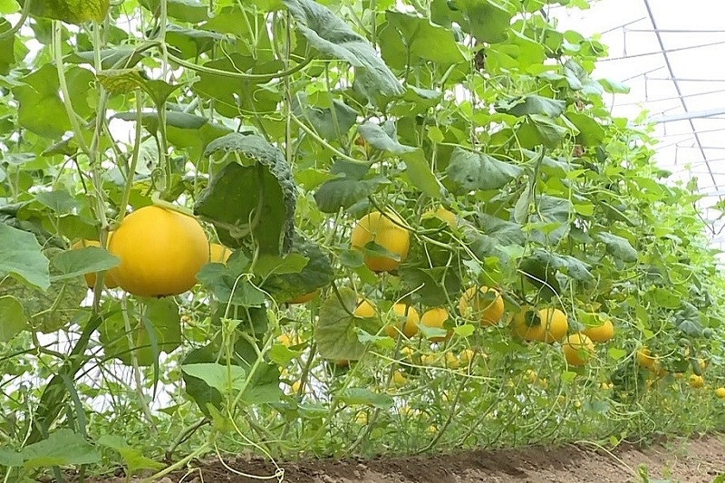 Mô hình trồng dưa Kim Hoàng Hậu của HTX nông nghiệp Định Thọ, huyện Quảng Xương, Thanh Hóa.