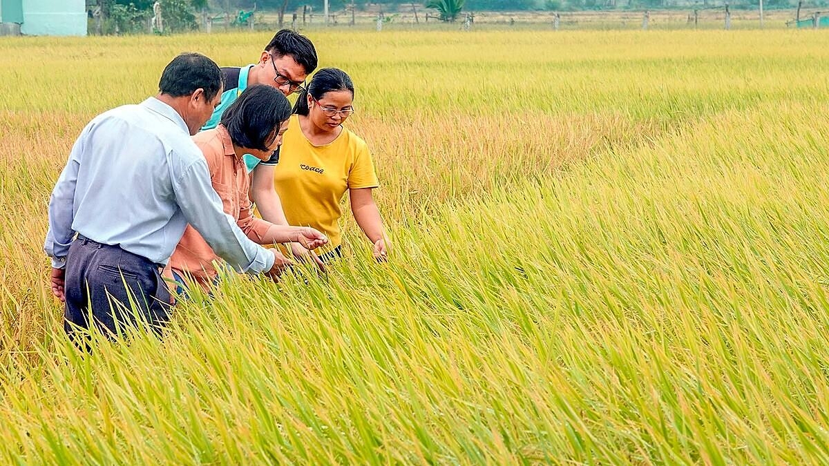 Canh tác lúa thông minh mang lại nhiều giá trị cho người dân, HTX.
