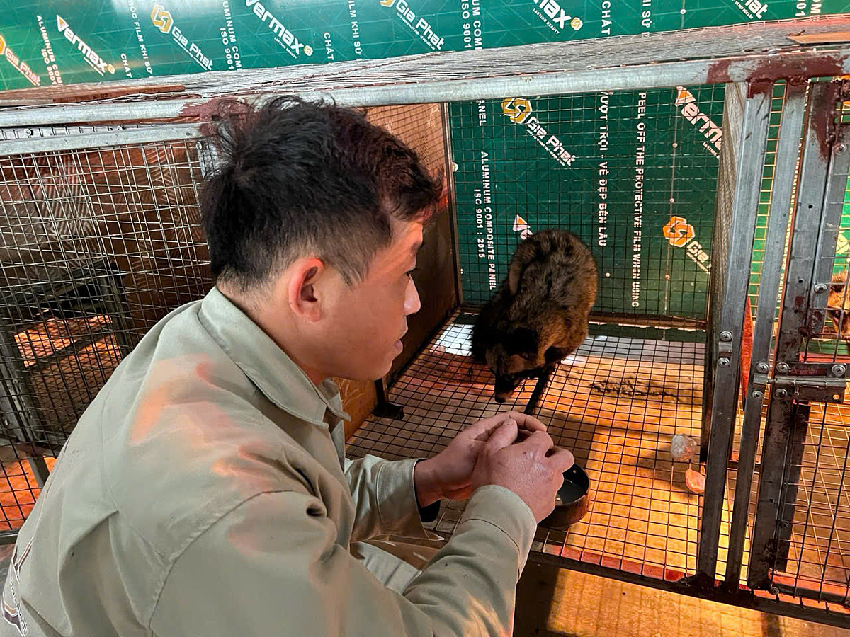 Anh Mai Khắc Thạch đã tìm hiểu, nghiên cứu để lập nghiệp từ nuôi chồn hương.