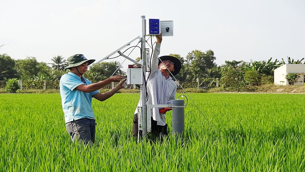 Canh tác lúa thông minh được đẩy mạnh ứng dụng công nghệ để sản xuất trên quy mô lớn nhưng vẫn bảo đảm chất lượng