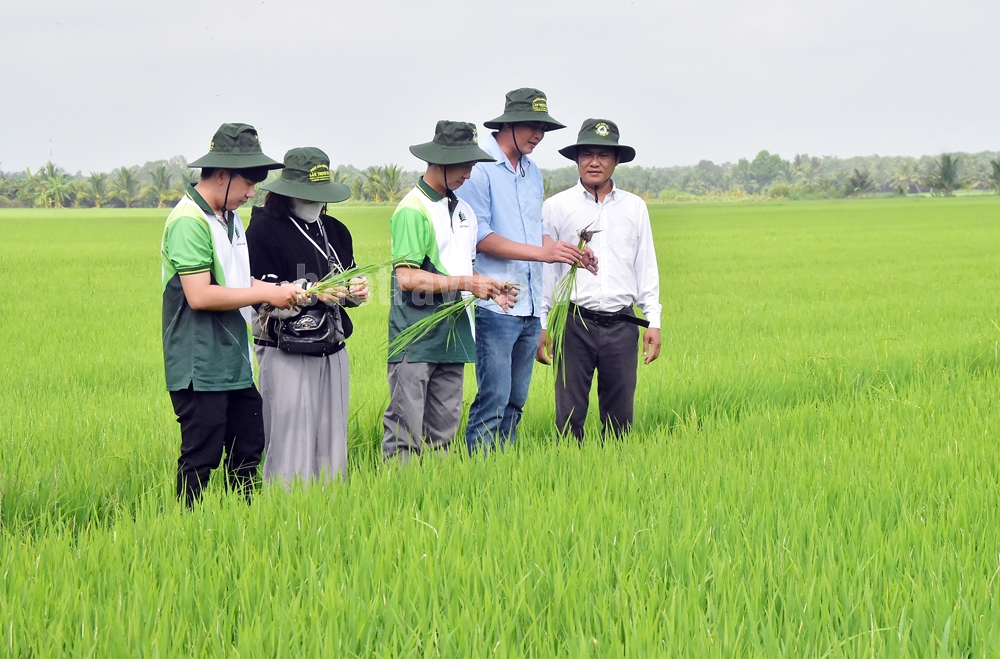 Một trong những định hướng quan trọng mà Liên minh HTX tỉnh Trà Vinh thúc đẩy là xây dựng mô hình liên kết sản xuất – tiêu thụ theo chuỗi giá trị.