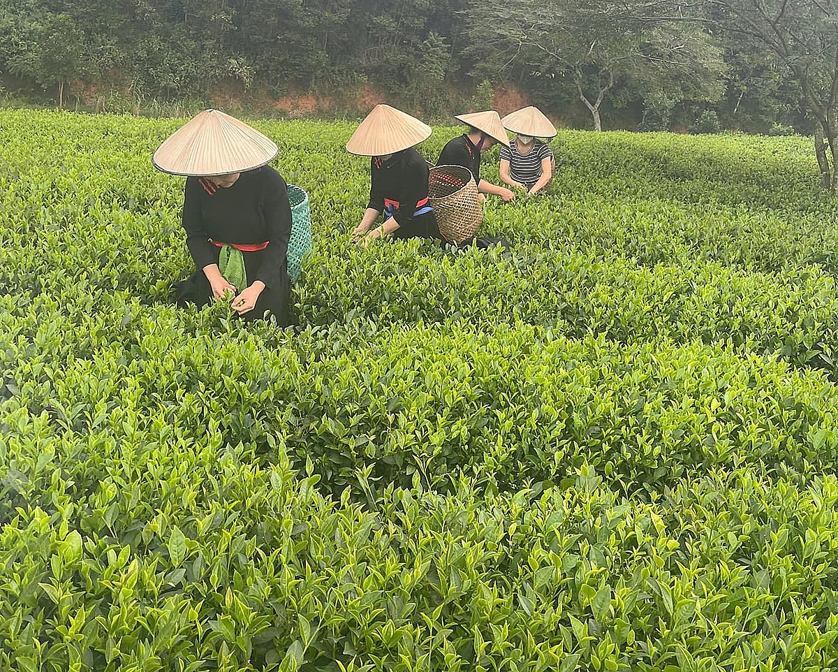 HTX Phú Đạt chú trọng sản xuất chè hữu cơ để nâng cao giá trị kinh tế.