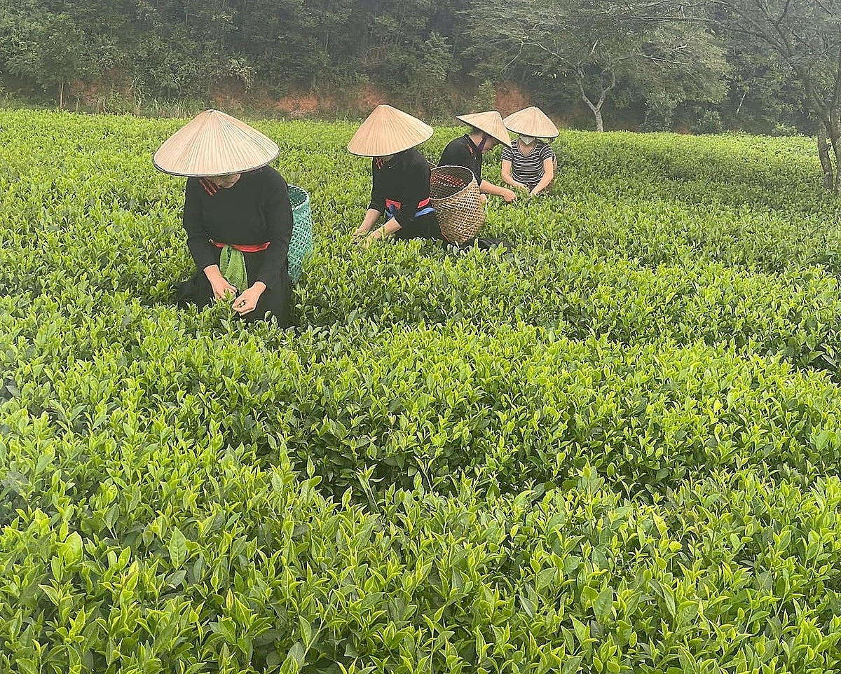 HTX Phú Đạt chú trọng sản xuất chè hữu cơ để nâng cao giá trị kinh tế.