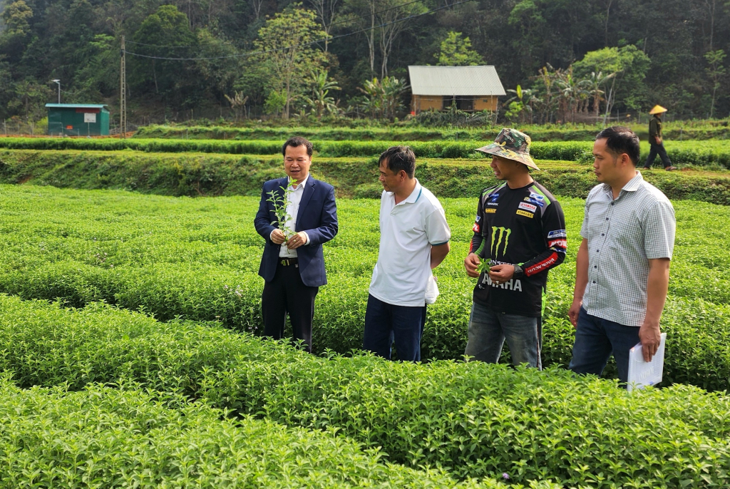 HTX Thảo Đường Vinh trồng cây cỏ ngọt.
