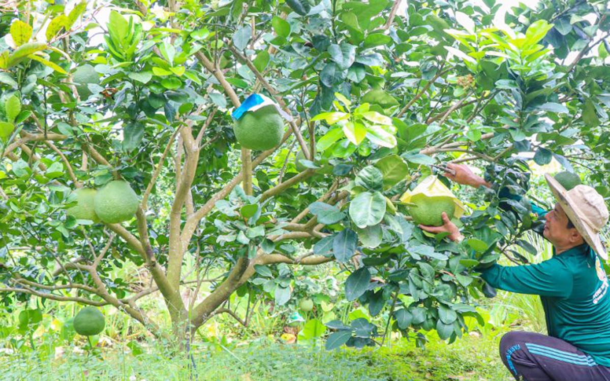 Các HTX đang là điểm tựa cho nhiều nông dân Cà Mau vươn lên thoát nghèo, làm giàu.