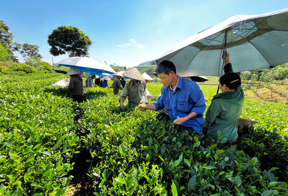Chè là một trong những cây trồng chủ lực ở Đại Từ.