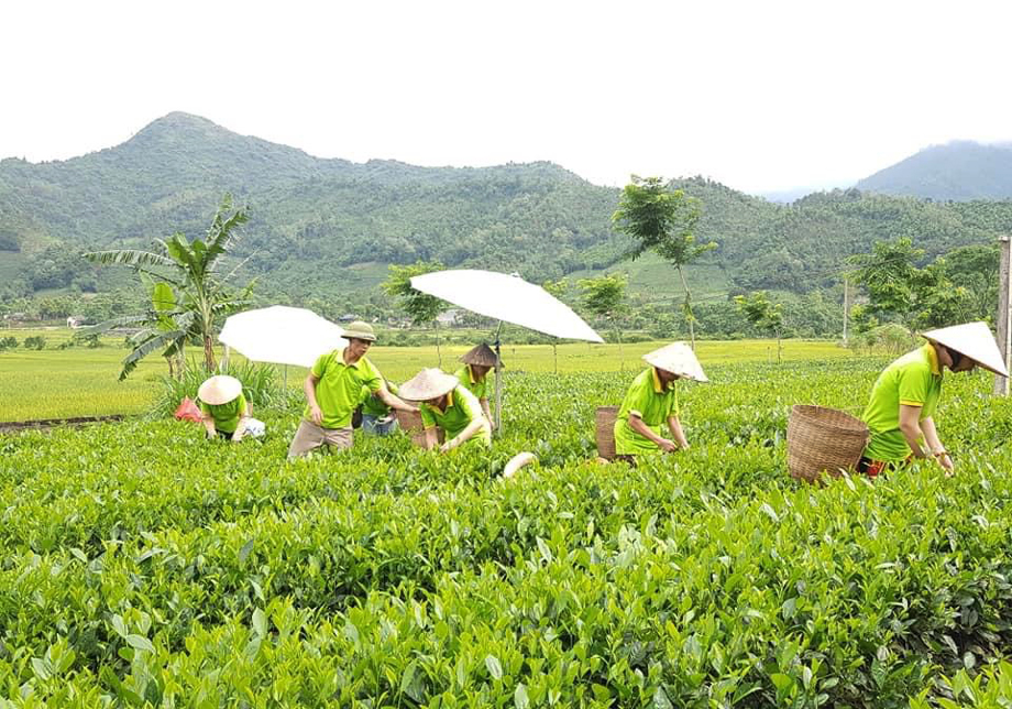 HTX chè La Bằng đi đầu trong sản xuất và chế biến chè theo chuỗi giá trị.