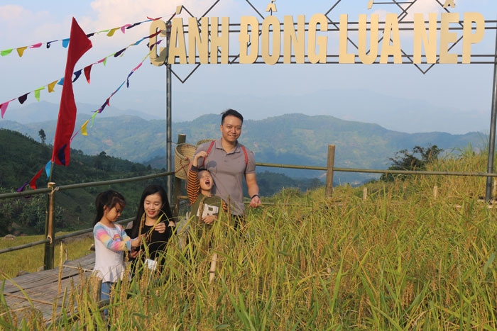 Trải nghiệm ruộng lúa nếp của HTX Yến Dương.