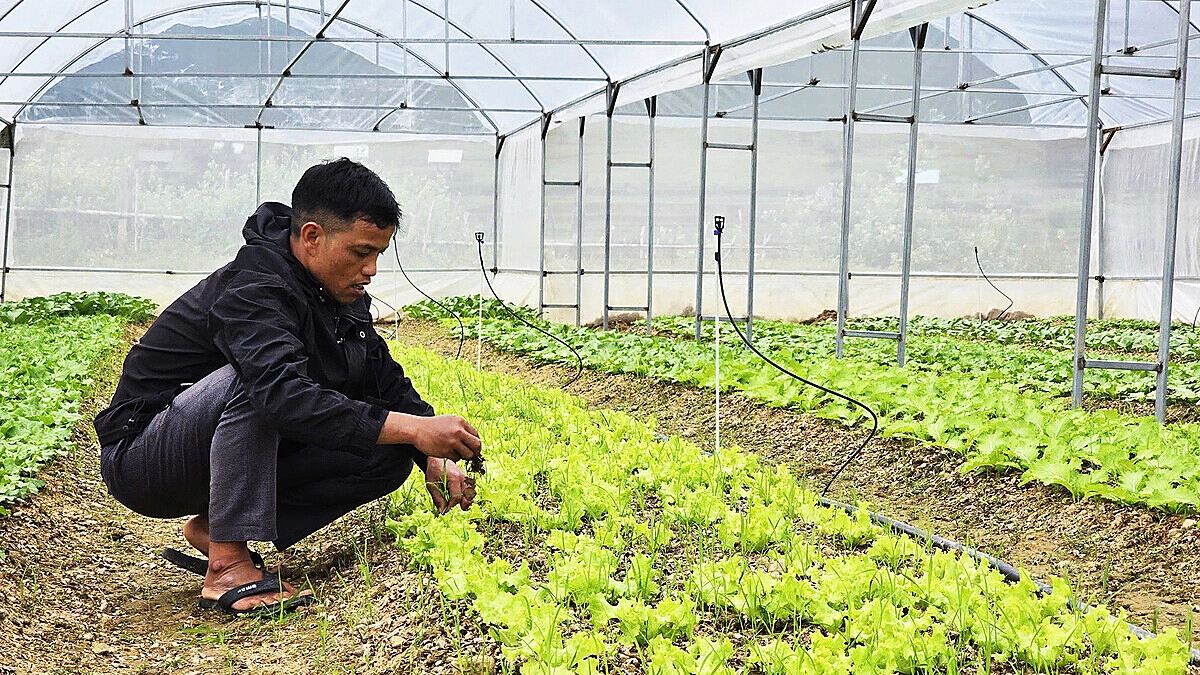 Nhiều THT trồng rau xứ lạnh đã được hình thành, ứng dụng khoa học kỹ thuật trong trồng trọt &lpar;ảnh TL&rpar;.