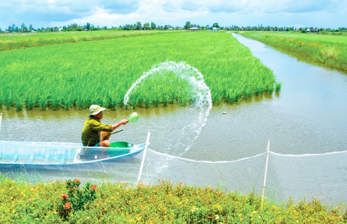 Canh tác theo hướng an toàn sinh thái giúp nông dân, HTX vượt bão biến đổi khí hậu, mang lại hiệu quả bền vững.