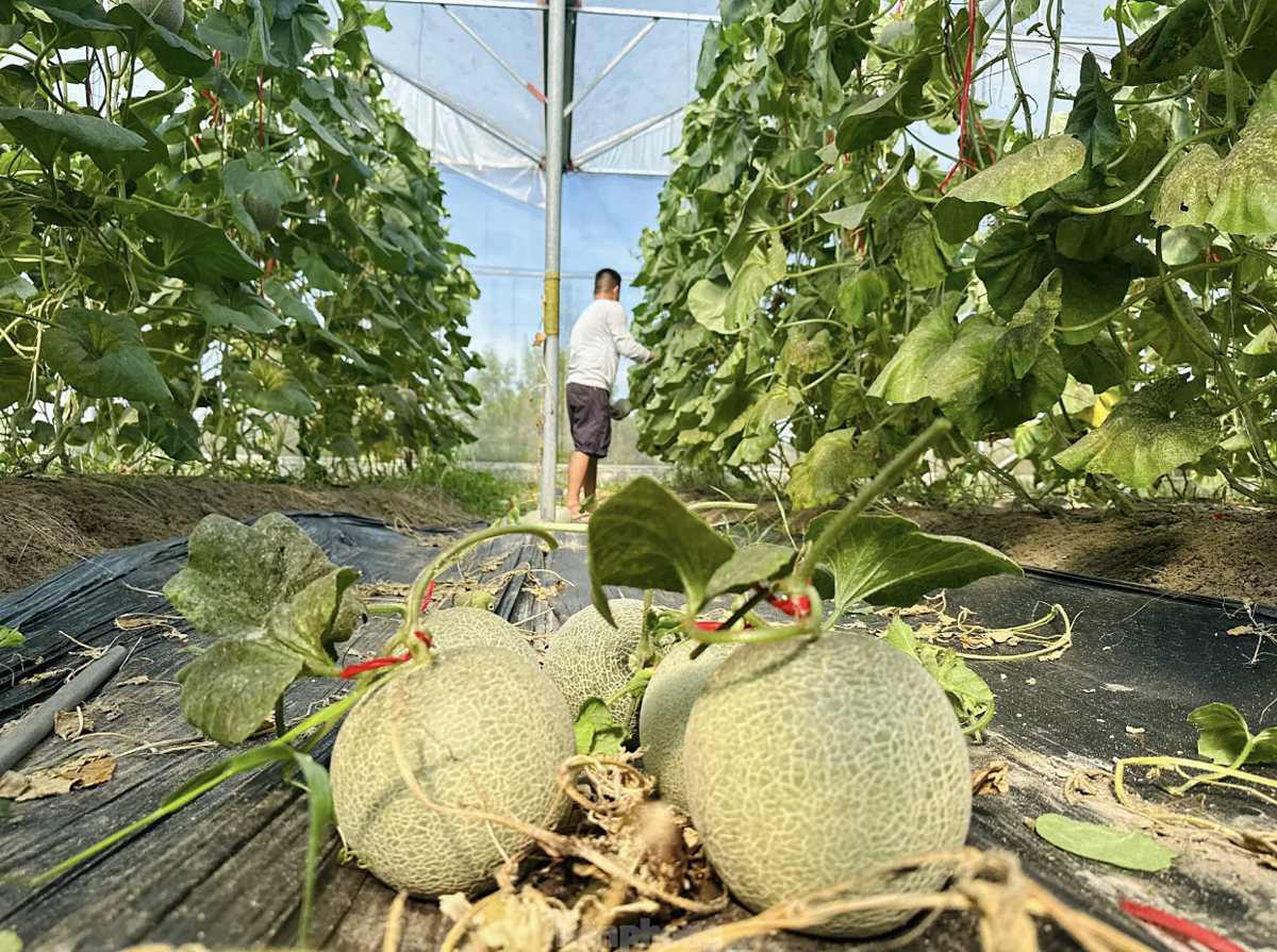 Chàng kỹ sư trẻ Văn Anh cùng nhóm thành viên HTX đã thu được quả ngọt, thành công với mô hình dưa lưới nhà màng.