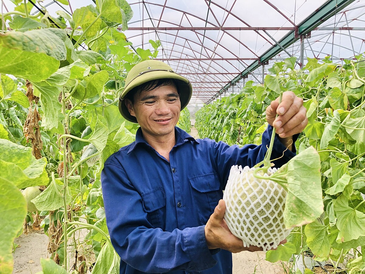 Thành viên THT HT Farm phấn khởi thu hoạch dưa lưới.