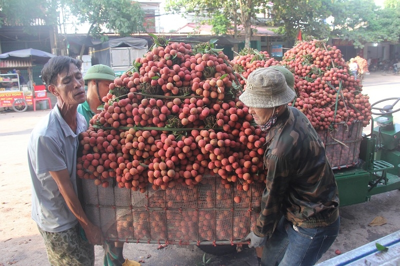 Vải thiều Bắc Giang được mùa, trái đẹp nhưng giá giảm một phần ba so với năm ngoái, còn khoảng 10.000 đồng một kg.