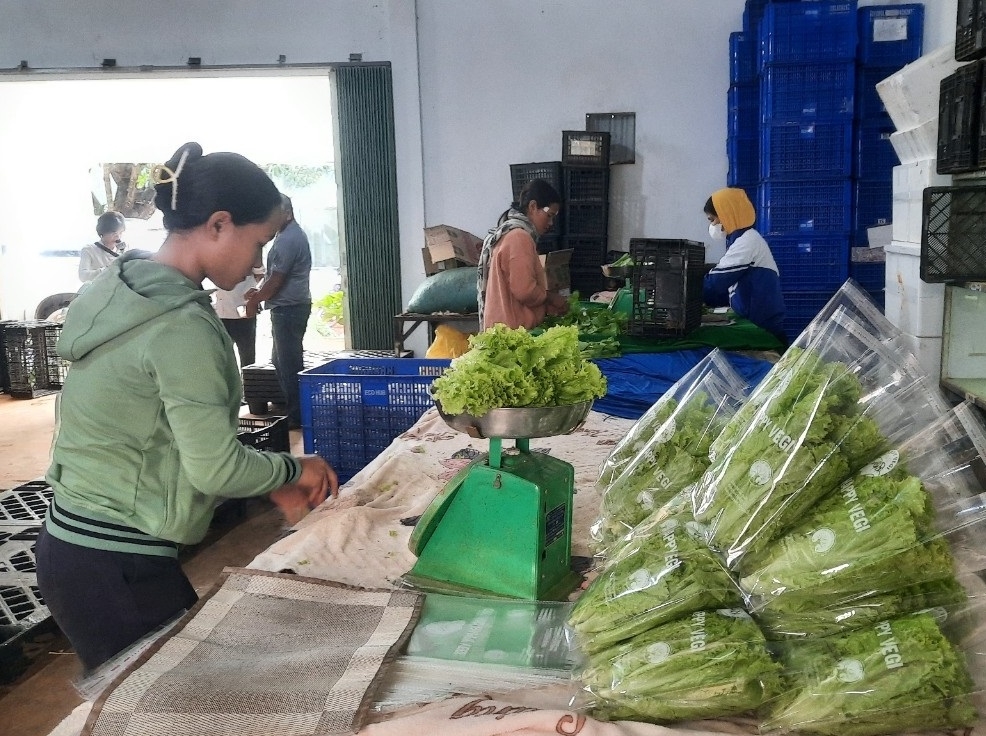 Trồng rau xứ lạnh theo hướng sản xuất hàng hóa.