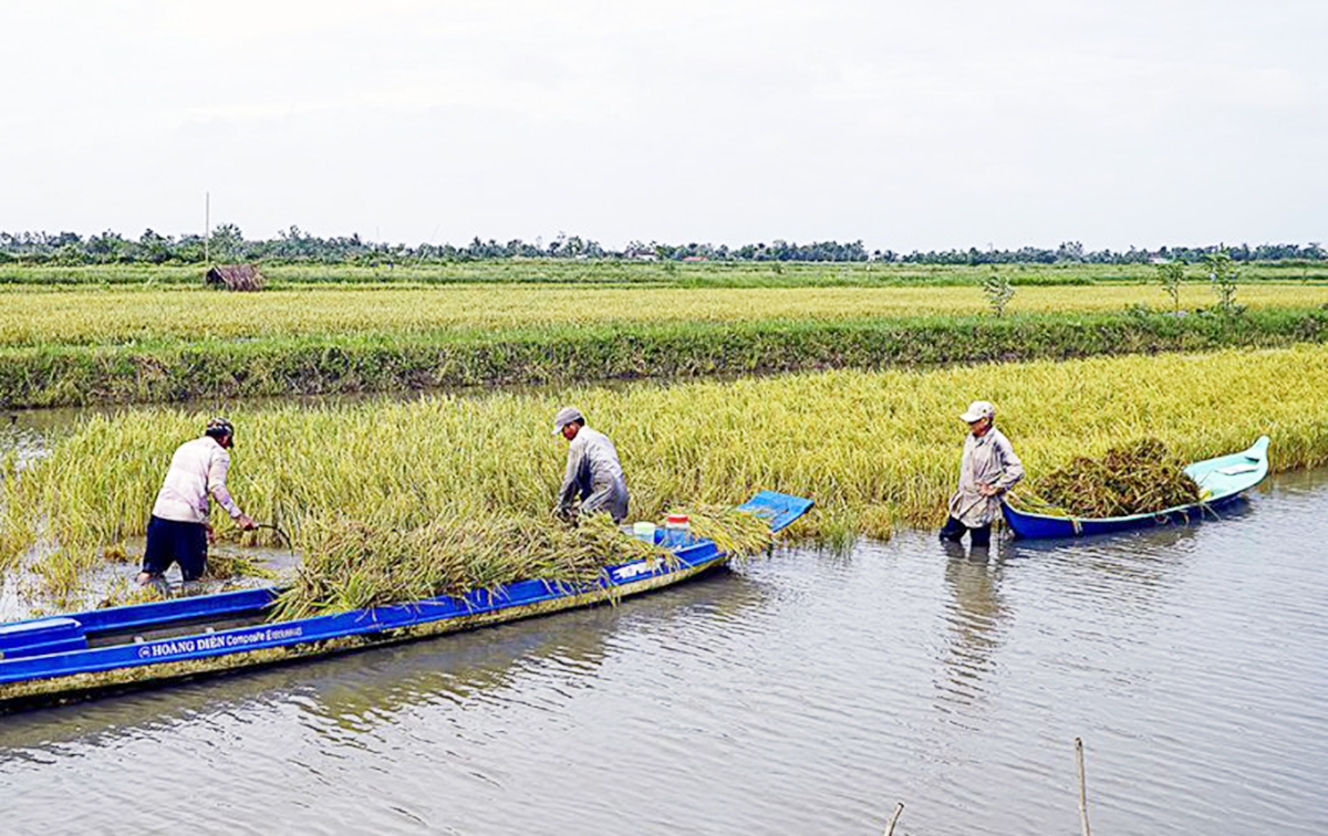 Mô hình lúa tôm đang giúp nông dân, HTX ở Cà Mau tăng thu nhập.