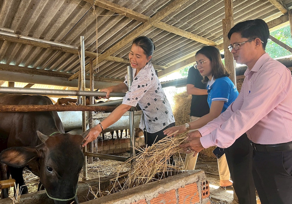 Với tư duy bắt nhịp thị trường trong sản xuất kinh doanh, các mô hình HTX, tổ hợp tác ở Phước Sơn đang góp phần thay đổi nhận thức của đồng bào Giẻ Triêng.