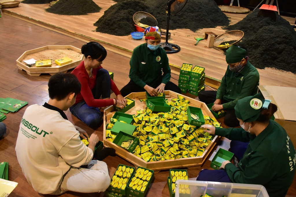 Người lao động tại HTX chè Hảo Đạt có mức thu nhập hơn 200.000 đồng/ngày.