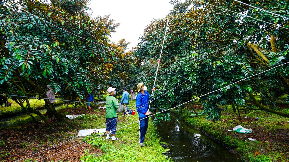 Giá trị nông sản được nâng cao nhờ HTX đầu tư sản xuất theo tiêu chuẩn.