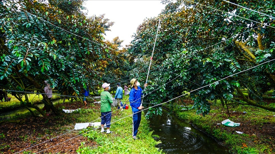Giá trị nông sản được nâng cao nhờ HTX đầu tư sản xuất theo tiêu chuẩn.
