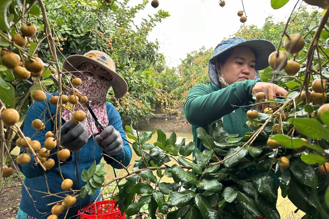 Chú trọng sản xuất theo quy trình giúp mở rộng thị trường tiêu thụ.