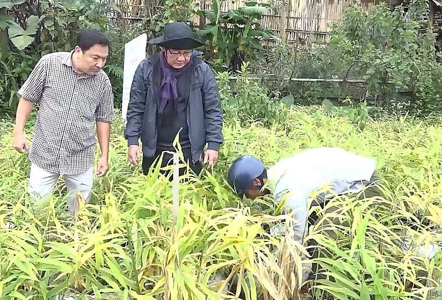 Mô hình trồng gừng xẻ đã mang lại thu nhập ổn định cho nhiều hộ dân &lpar;ảnh báo Quảng Ngãi&rpar;.